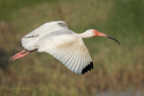 Ibis in flight.