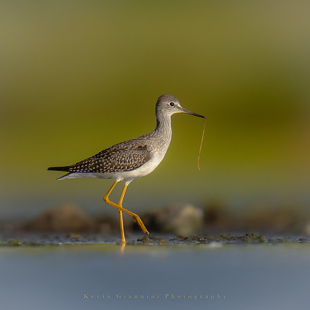 Lesser Yellowlegs