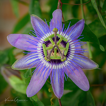 Bluecrown Passionflower