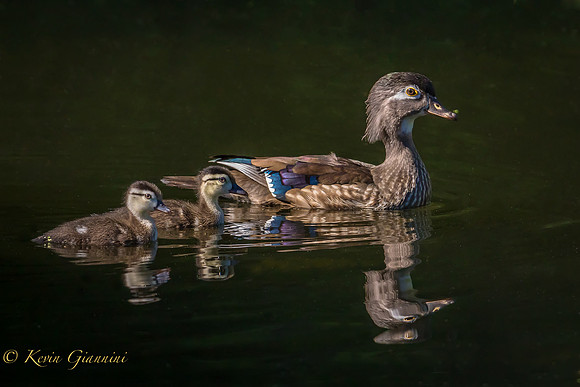 Female Wood Duck and two of her young