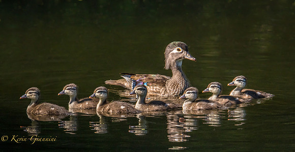 Wood Duck and all seven of her young