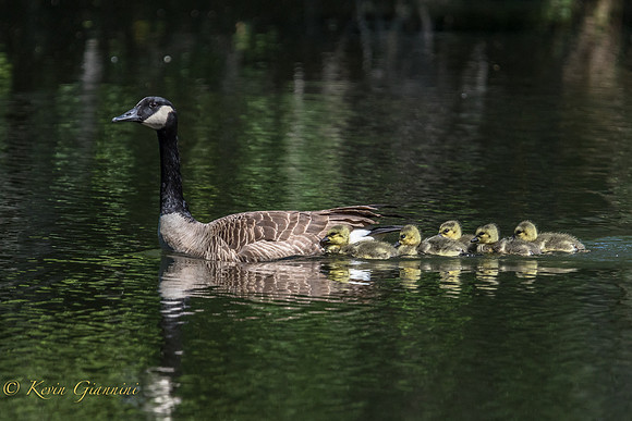 Canada Goose and goslings