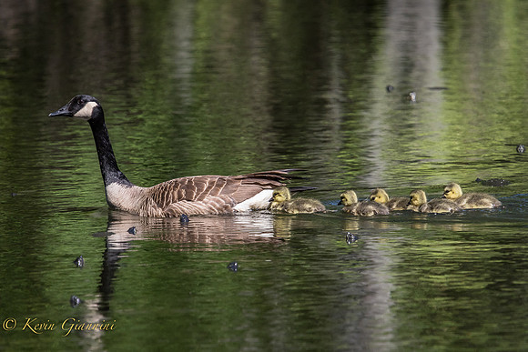 Canada Goose and goslings