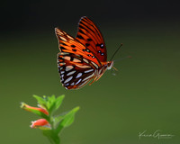 Gulf Fritillary