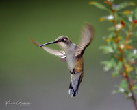 Ruby-throated Hummingbird
