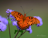 Gulf Fritillary