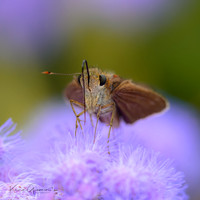 Ocola Skipper