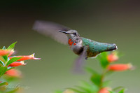 Ruby-throated Hummingbird