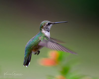 Ruby-throated Hummingbird