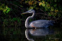 GBH