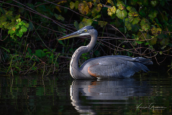 GBH