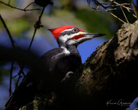 Pileated Woodpecker
