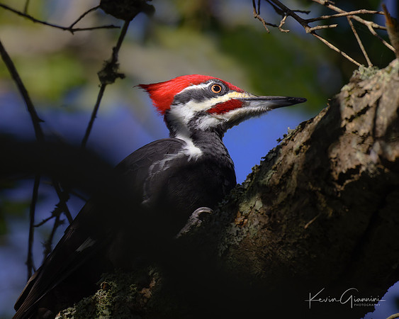 Pileated Woodpecker