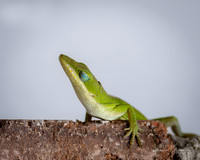 Carolina Anole