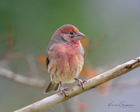 House Finch