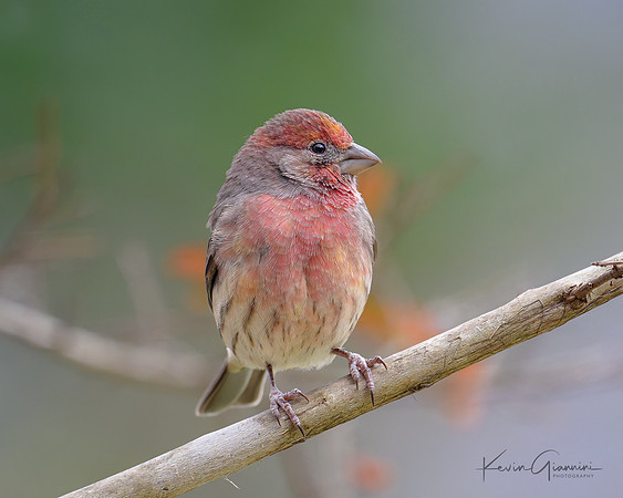 House Finch