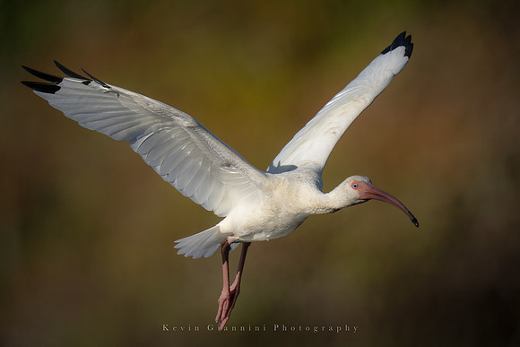 White Ibis