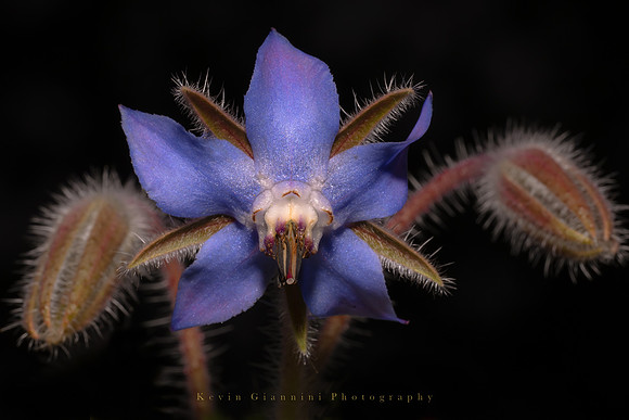 Blue Borage