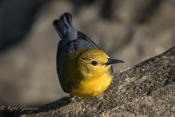 Prothonotary Warbler