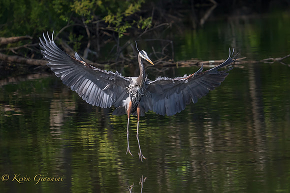 Landing Great Blue