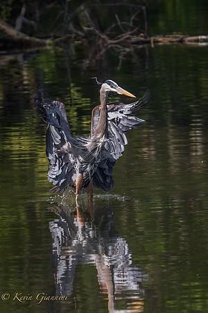 Great Blue Heron