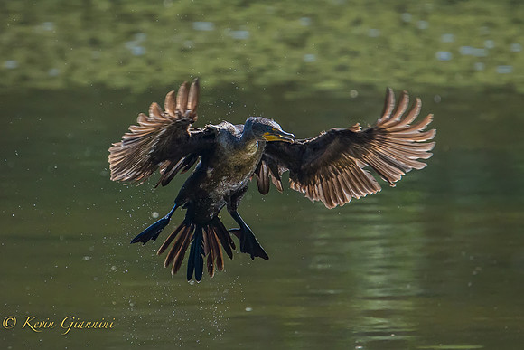 Landing Cormorant