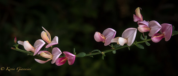 Scotch Broom (I think)  5/19/15