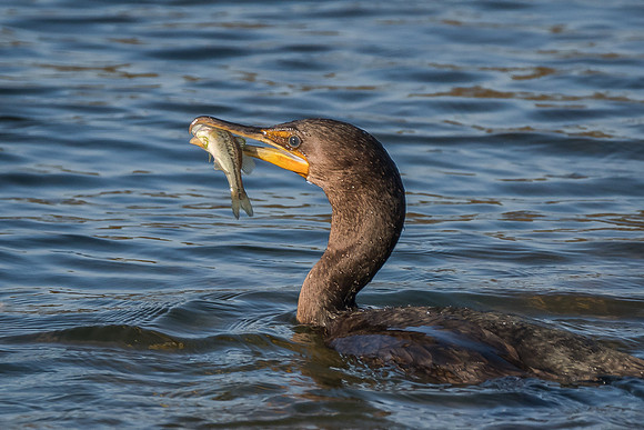 Double Crested Cormorant