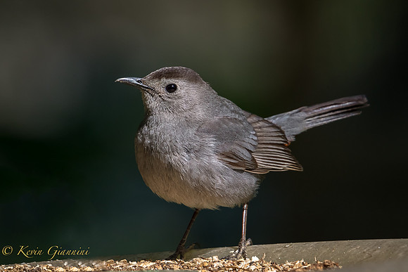 Gray Catbird