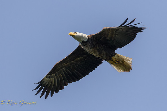 Circling the area.  5/23