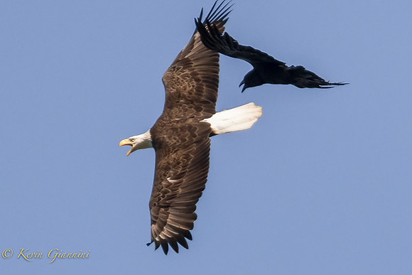 Chased by a crow!  5/23