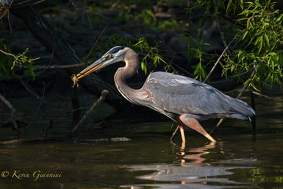 Great Blue Heron
