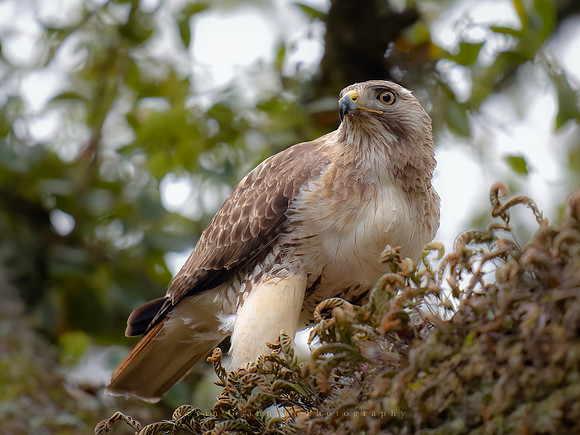 Red-tailed Hawk