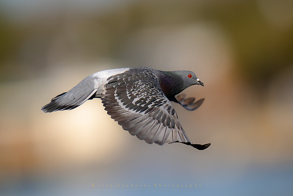 Rock Dove