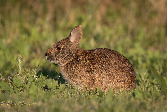 Rabbit