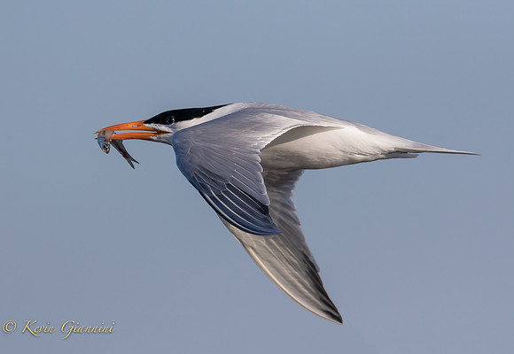 Tern with fish