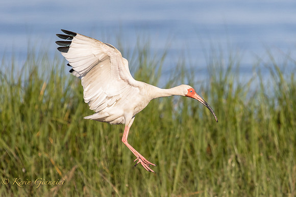 Ibis Landing