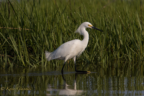 Snowy Egret