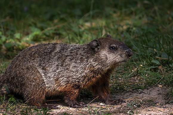 Ground Hog