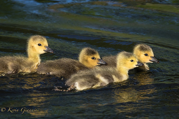 Goslings