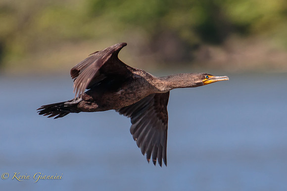 Cormorant in flight
