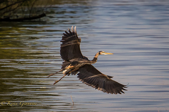 Great Blue Landing