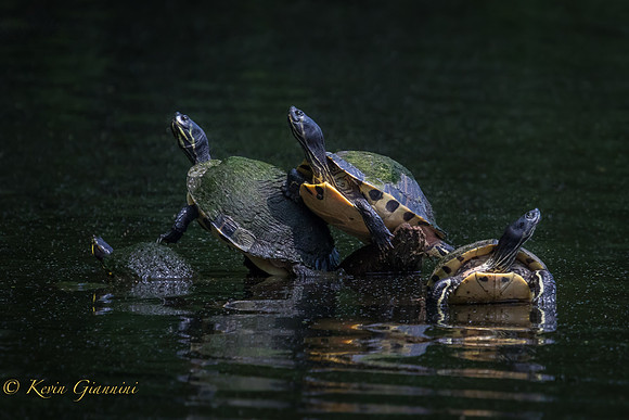 Curious Turtles