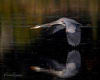 Great Bue Heron
