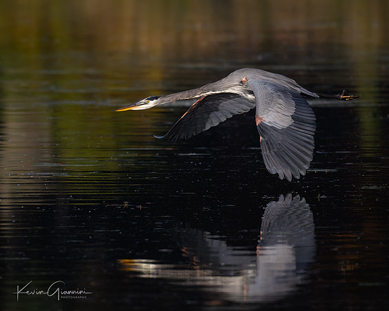 Great Bue Heron