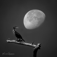 Cormorant and Moon