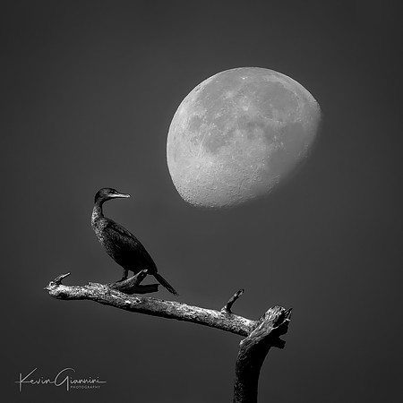 Cormorant and Moon