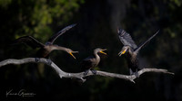 Cormorants having a spat
