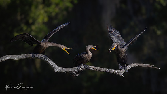 Cormorants having a spat