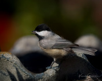 Carolina Chickadee